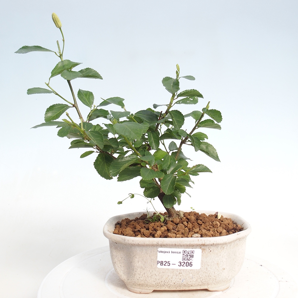 Izbová bonsai - Grewia occidentalis - Hviezdica levanduľová