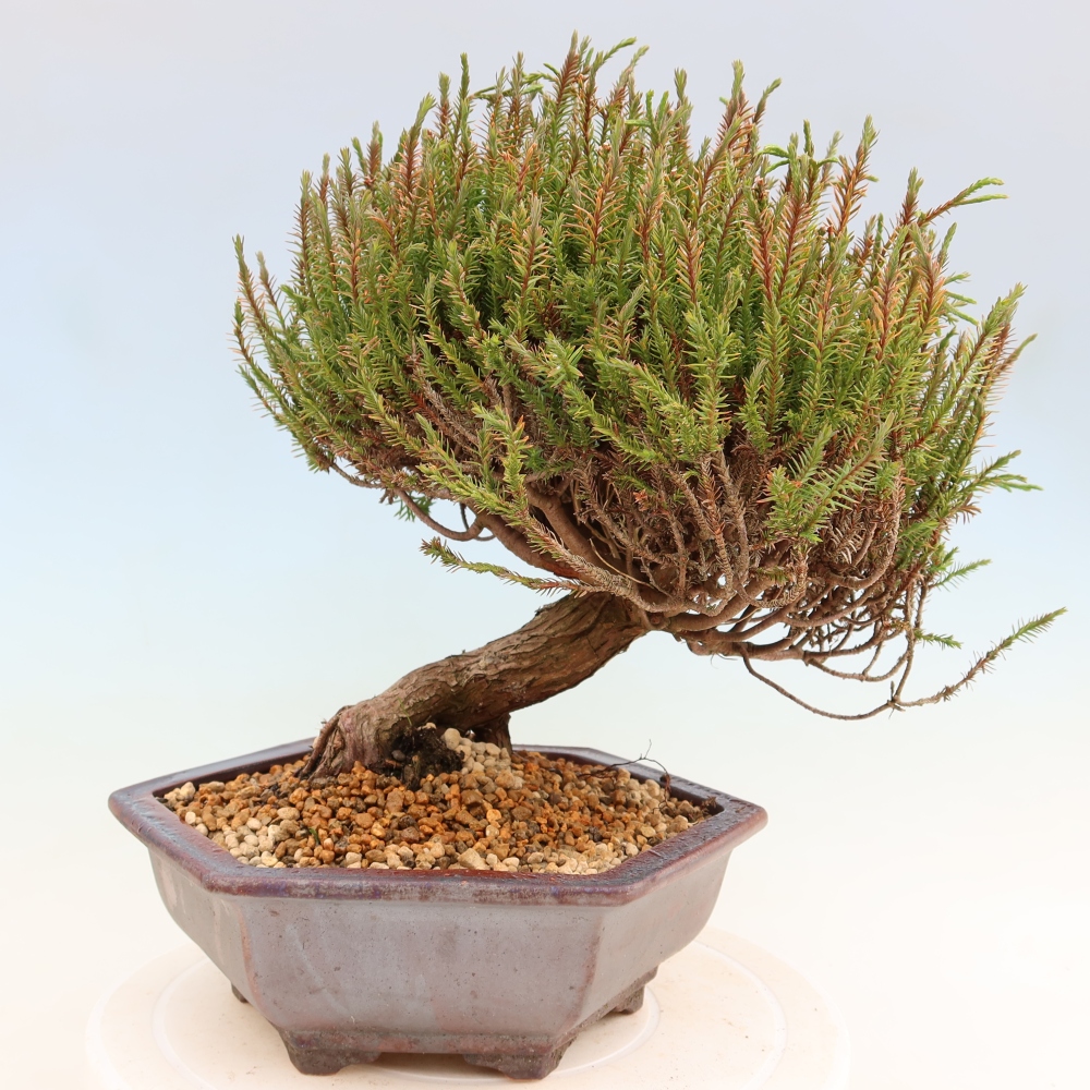 Vonkajšie bonsaje – Cryptomeria – kryptomérie