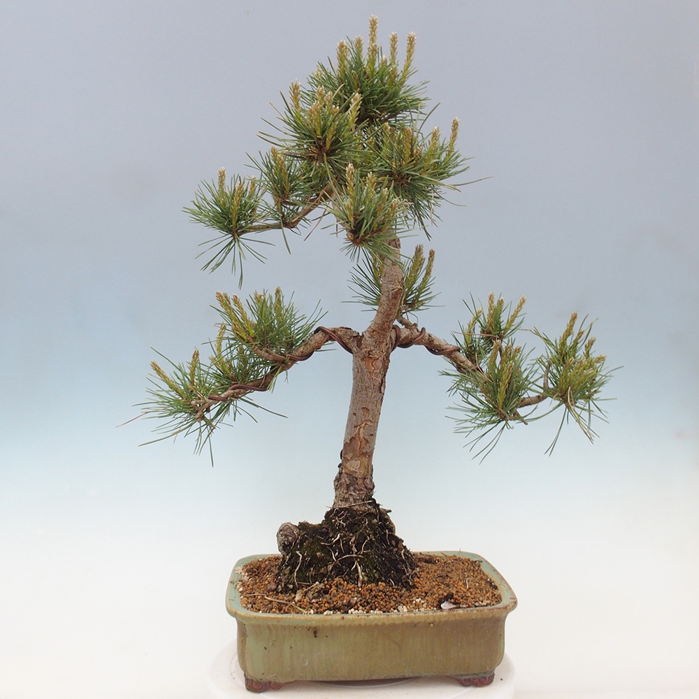 Vonkajšie bonsai - Pinus Sylvestris - Borovica lesná