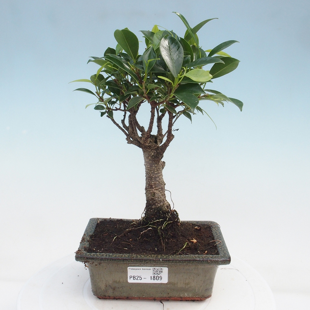 Izbová bonsai - Ficus retusa - malolistý fikus