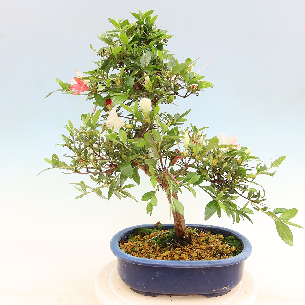Vonkajšie bonsaje - Japonské azalky - Azalea Senhime