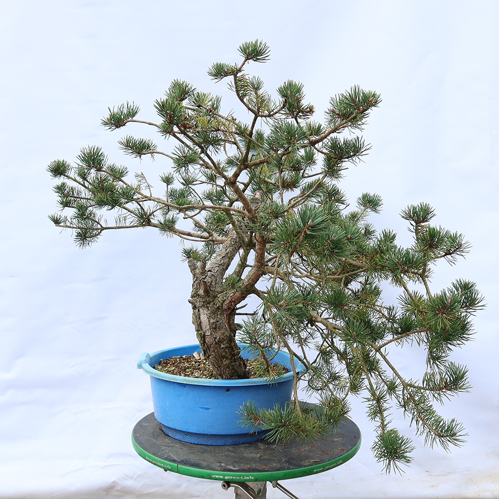 Pinus sylvestris Španielsko – borovica lesná