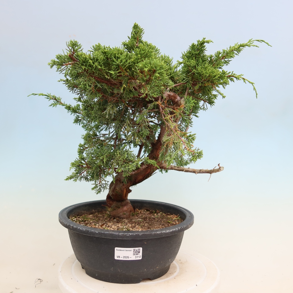 Vonkajší bonsai – Juniperus chinensis Itoigawa – čínsky jalovec