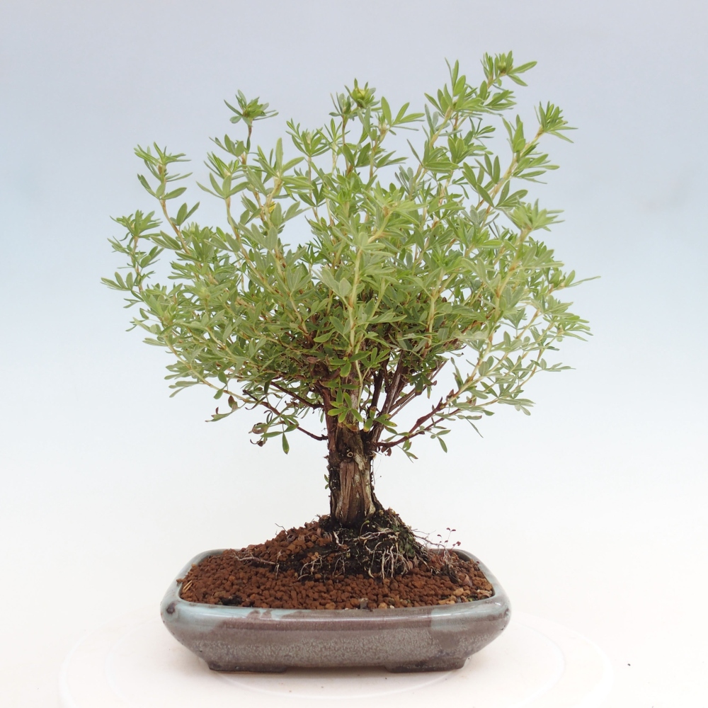 Vonkajšia bonsai-Nátržník krovitá - potentila fruticosa yellow Bird