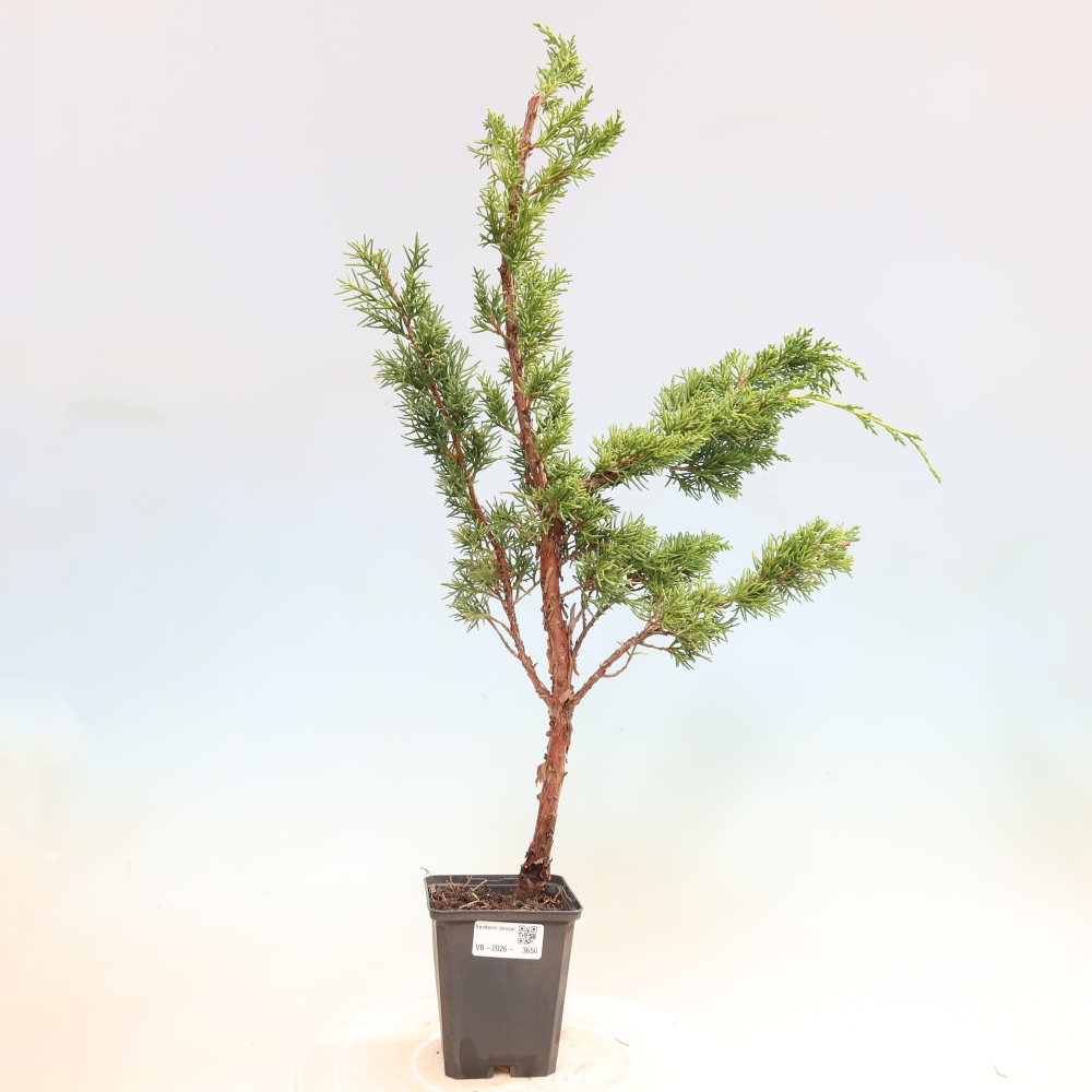 Vonkajší bonsaj - Juniperus chinensis Kishu