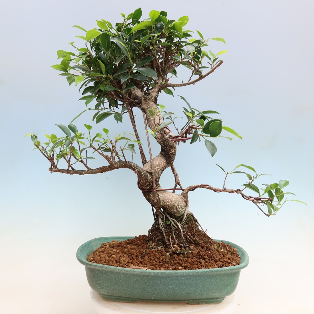Izbové bonsaje - Ficus kimmen - drobnolistý fikus