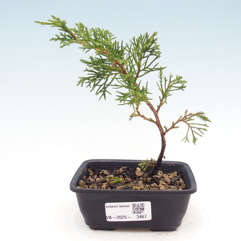 Vonkajší bonsaj - Juniperus chinensis Itoigawa