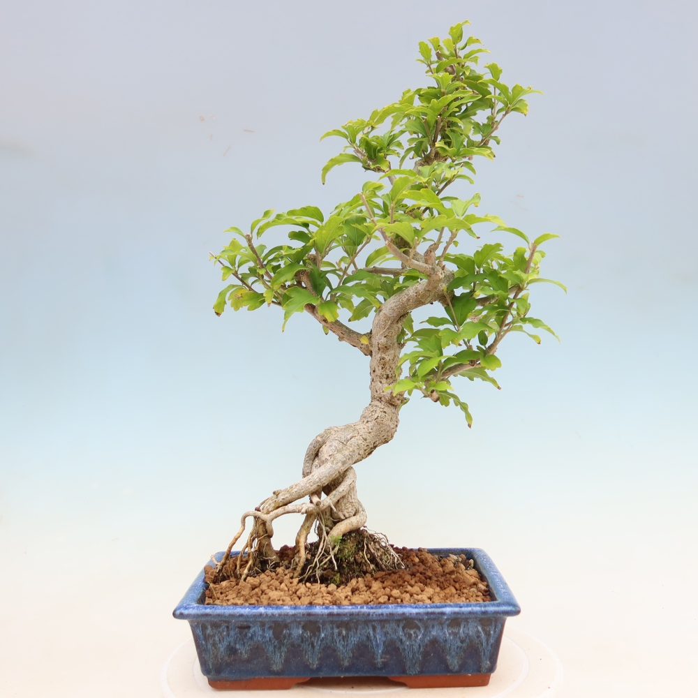 Vonkajší bonsai – Hibiscus syriacus – ibištek sýrsky