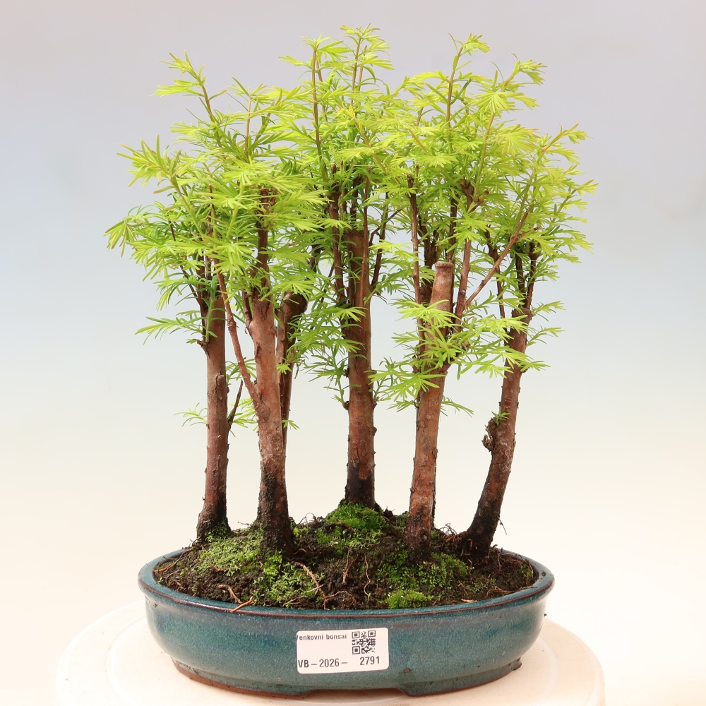 Vonkajší bonsai – Metasequoia glyptostroboides – čínska metasekvoja – hájik