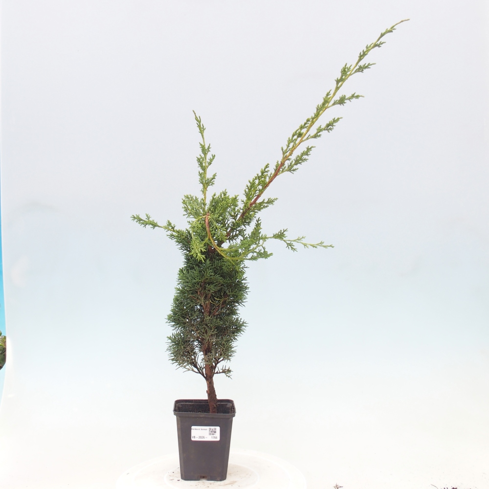 Vonkajší bonsaj - Juniperus chinensis Kishu