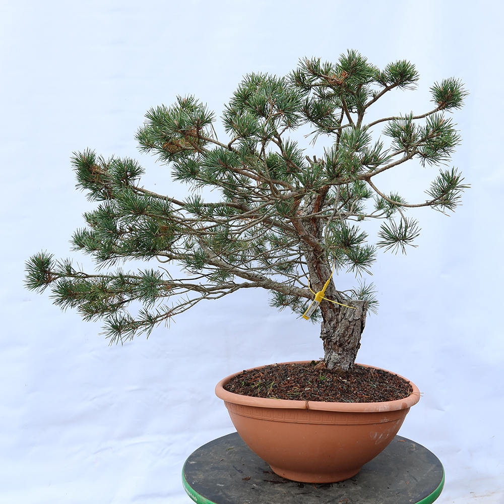 Pinus sylvestris Španielsko – borovica lesná