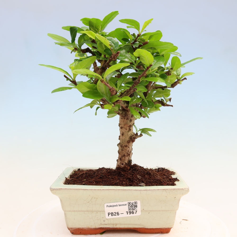 Izbové bonsaje - Carmona macrophylla - Tea fuki
