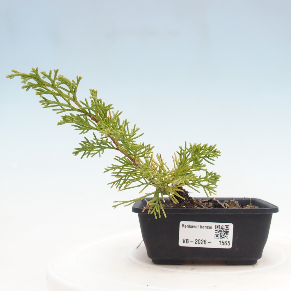 Vonkajší bonsaj - Juniperus chinensis Itoigawa
