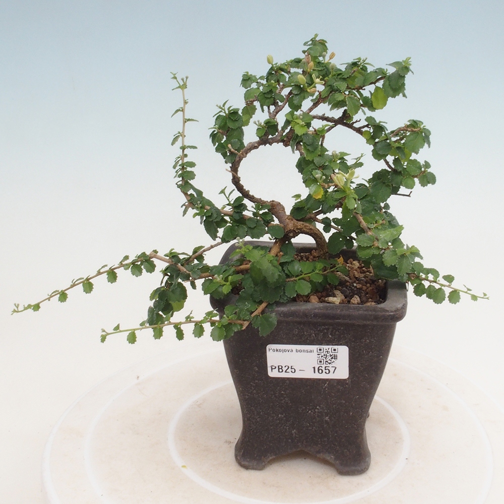 Izbová bonsai - Grewia sp. - Grewie malolistá