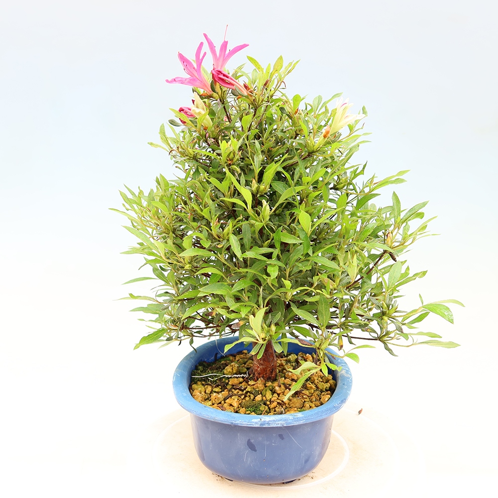 Vonkajšie bonsaje - Japonské azalky - Azalea Ryusen