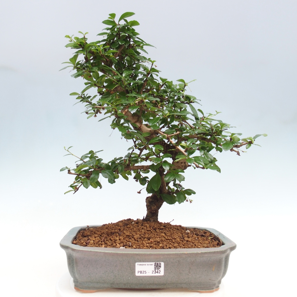 Izbová bonsai - Carmona macrophylla - Čaj fuki