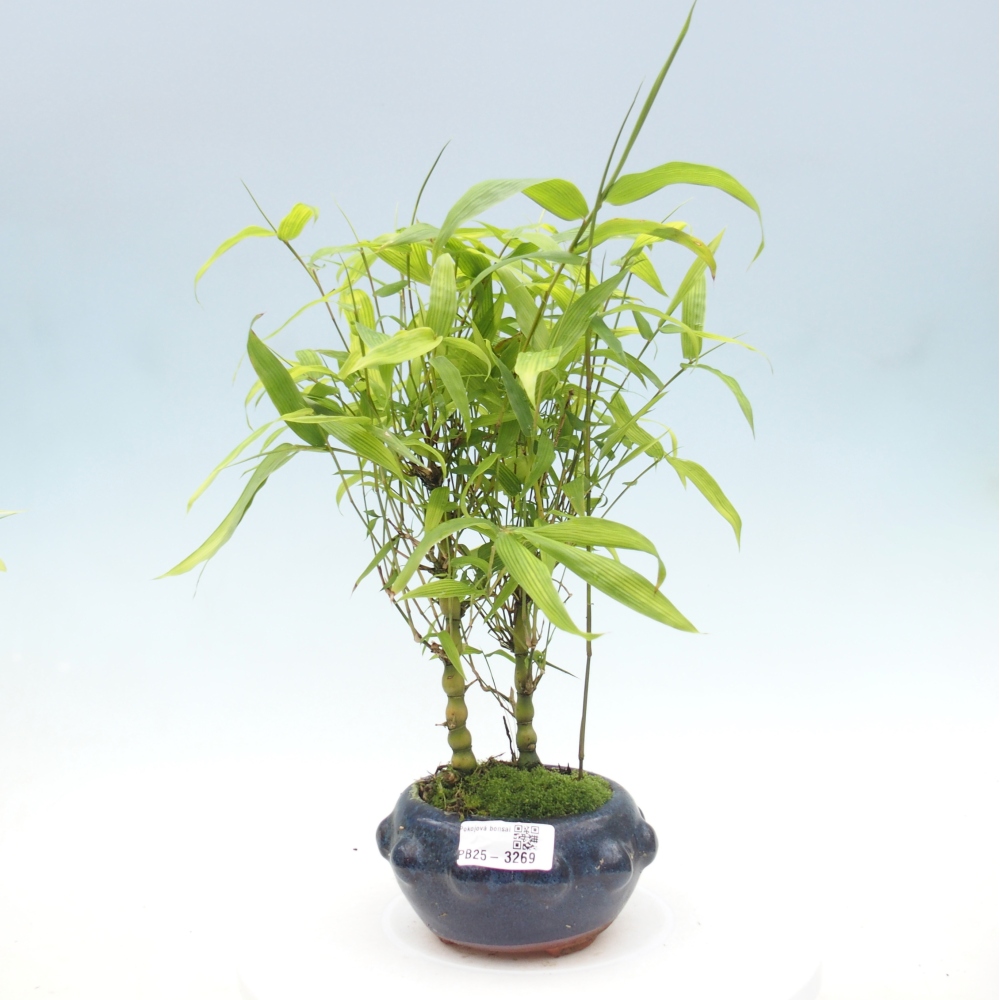 Izbové bonsaje - Bambusové brucho - Bambusové brucho