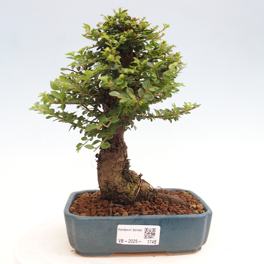 Vonkajší bonsai - Ulmus parvifolia Hokkaido - brest Činski