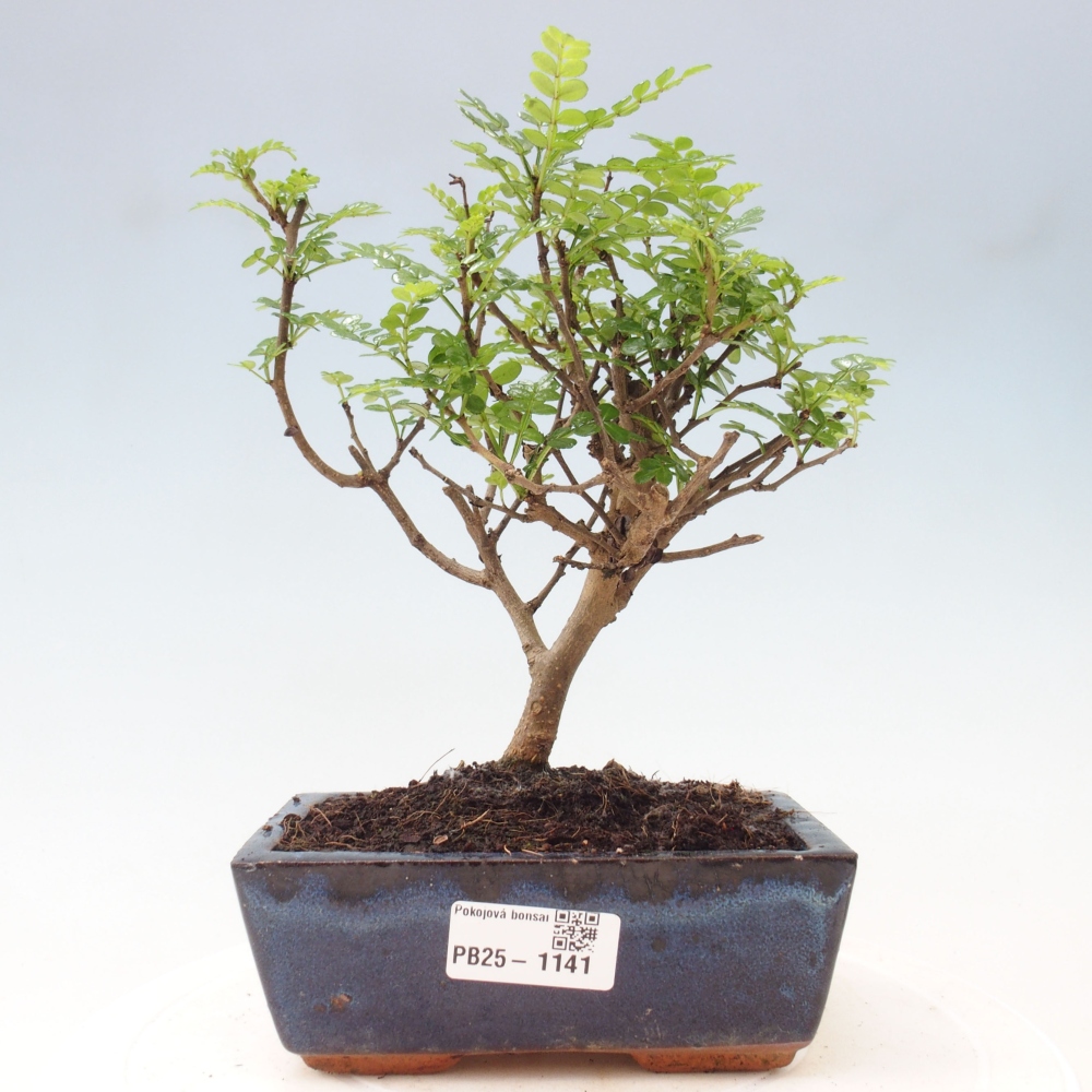 Izbová bonsai - Zantoxylum piperitum - piepor