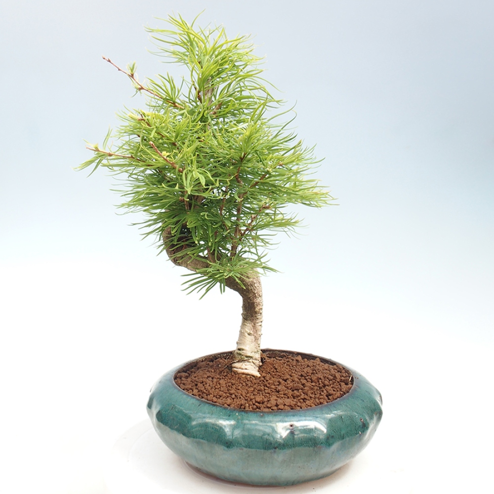 Vonkajší bonsai - Pamodrín - Pseudolarix amabis