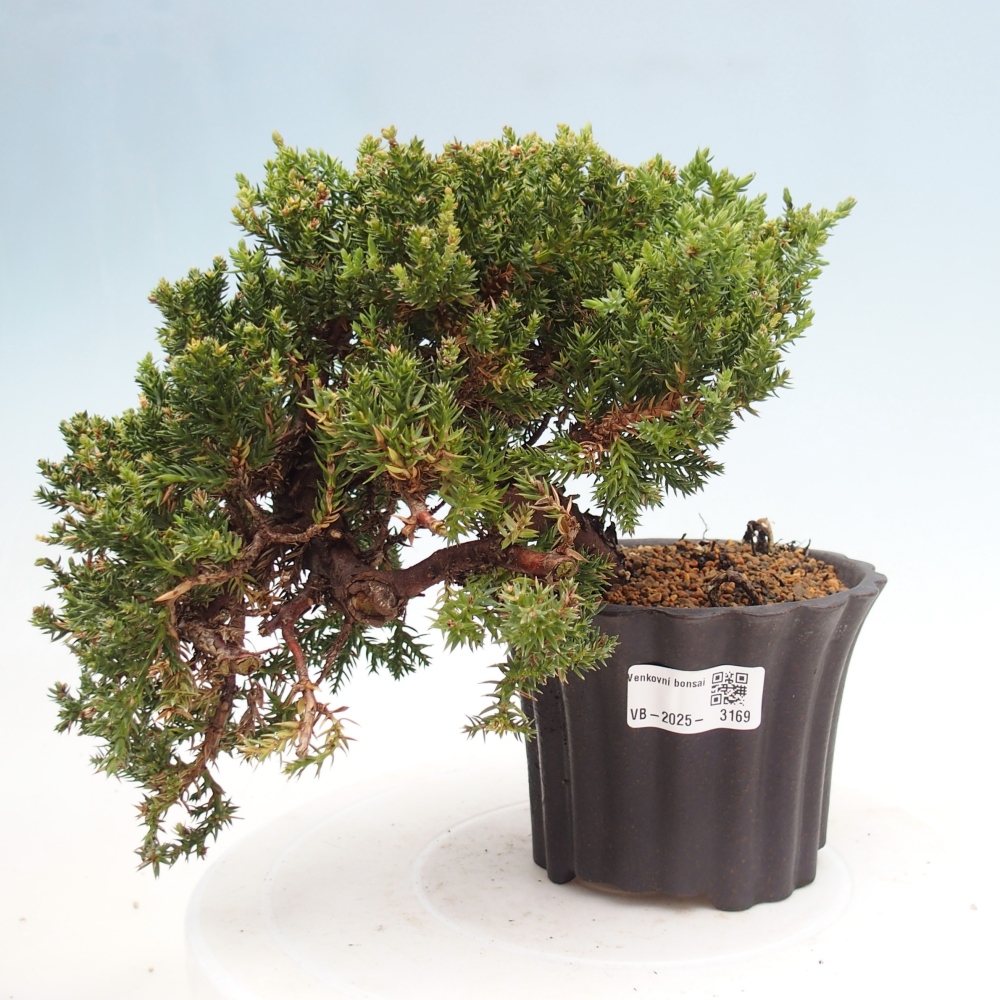 Vonkajší bonsai - Juniperus procumbens - Borievka polehavá