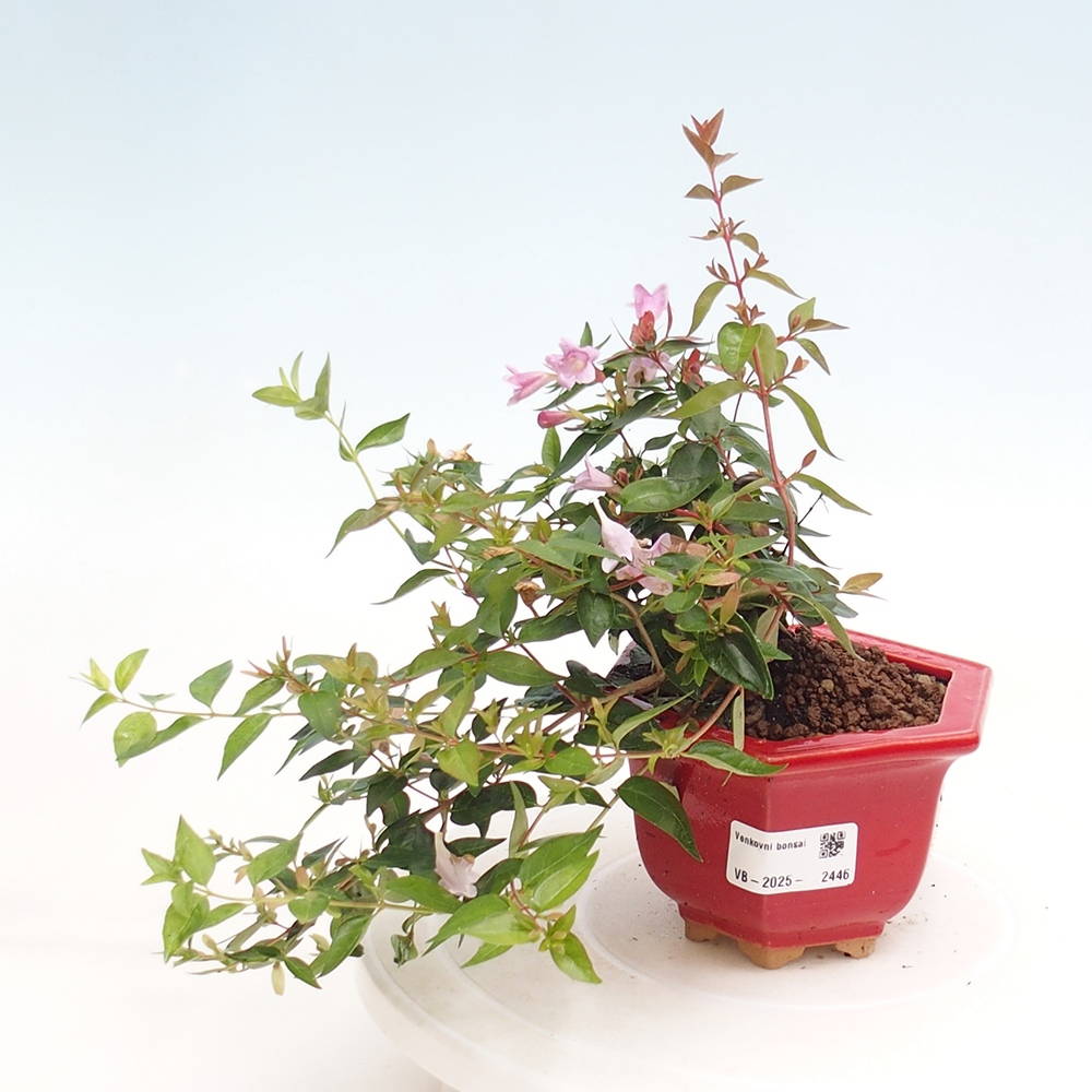 Vonkajší bonsai - Abelia Grandiflora - Abélia veľkokvetá