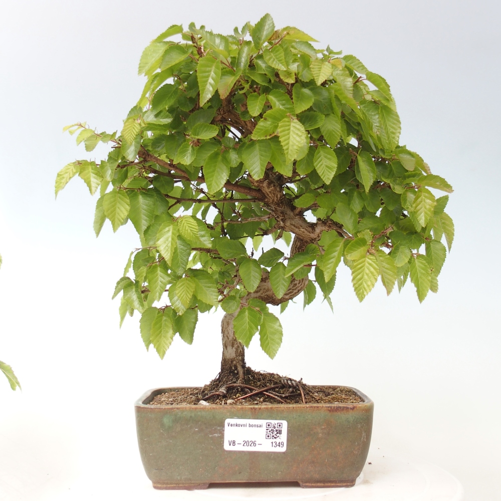 Vonkajšie bonsaje -Carpinus CARPINOIDES - Hrab kórejský