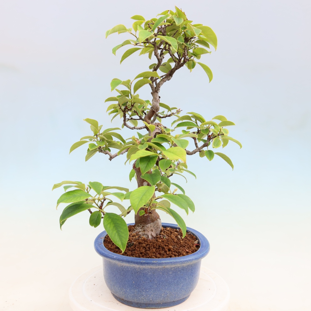 Vonkajšie bonsaje - Pseudocydonia sinensis - čínska kdoule