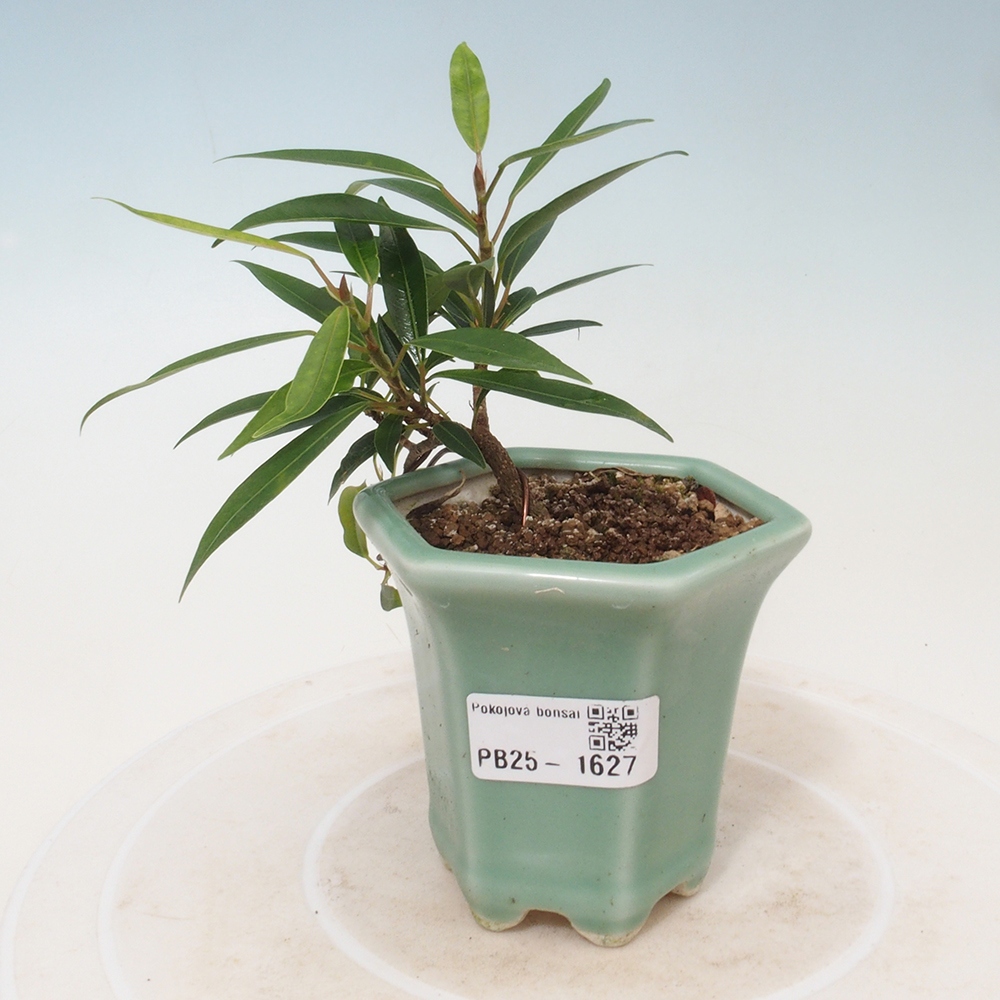 Izbová bonsai - Ficus nerifolia - malolistý fikus