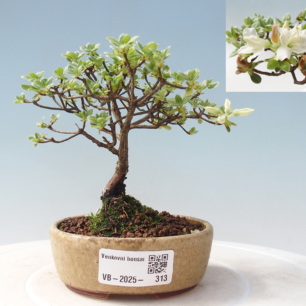 Vonkajší bonsai - Rhododendron indicum - Japonská azalka
