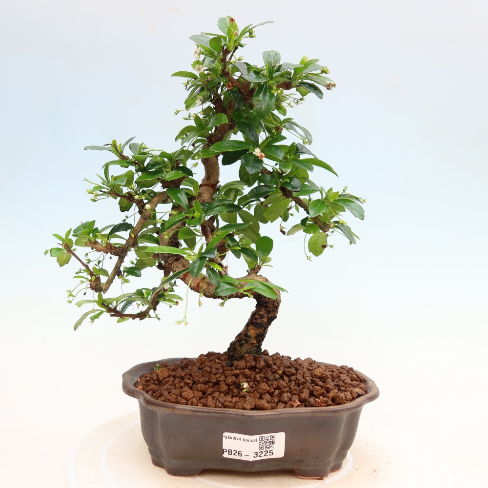 Izbové bonsaje - Carmona macrophylla - Tea fuki