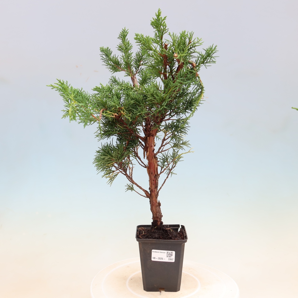 Vonkajší bonsaj - Juniperus chinensis Kishu