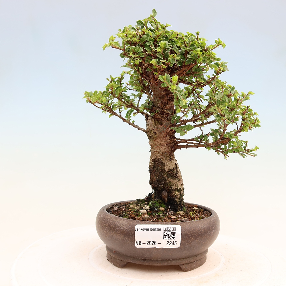 Vonkajší bonsai – Ulmus parvifolia Sagei – javor malolistý