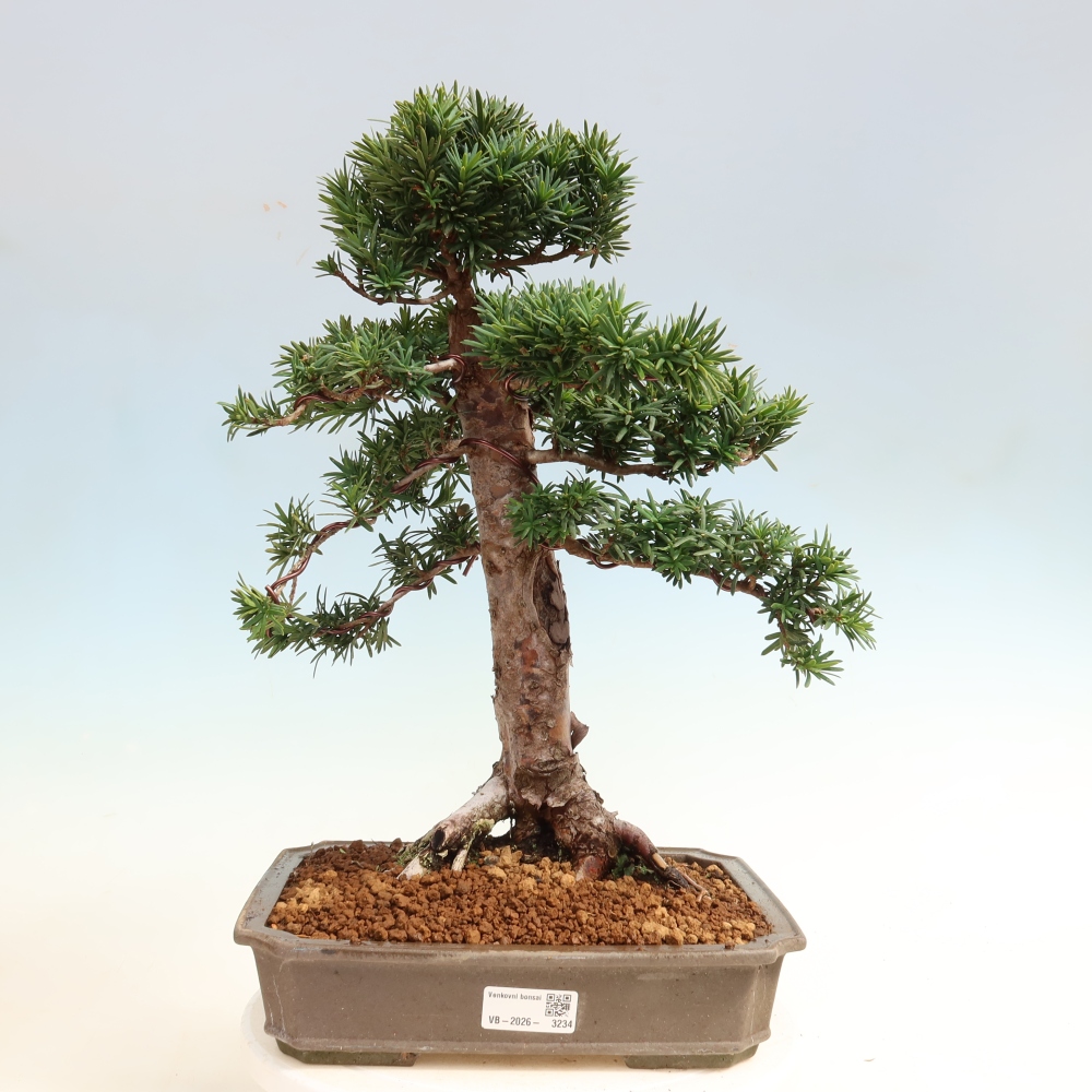 Vonkajší bonsai – Taxus cuspidata – japonský tis