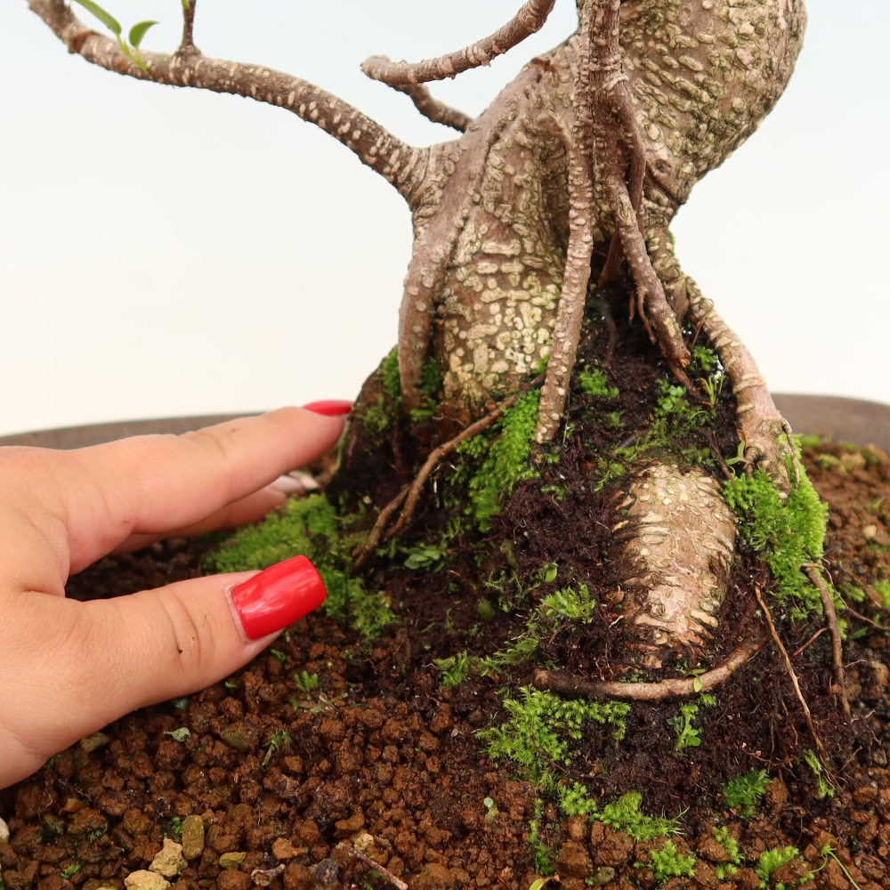 Izbové bonsaje - Ficus kimmen - drobnolistý fikus