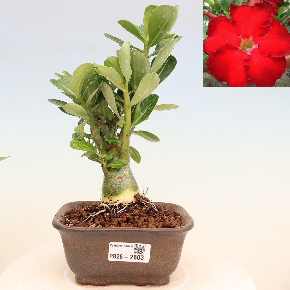 Izba bonsai – Adenium obesum Red Star – Púštna ruža