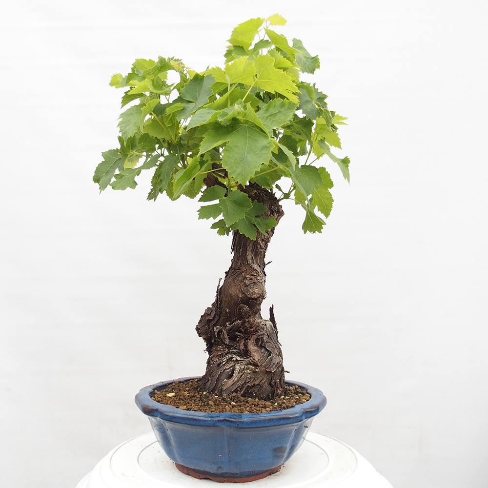 Vonkajší bonsai - Vitis vinnifera MUSKAT ITALIA  - Vínna réva