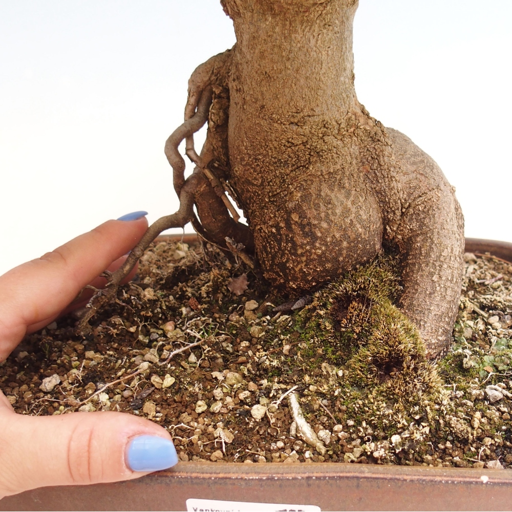 Vonkajšie bonsai - Javor Buergerianum - Javor Burgerův