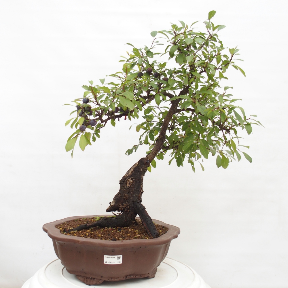 Vonkajšie bonsai - Prunus spinosa - trnka