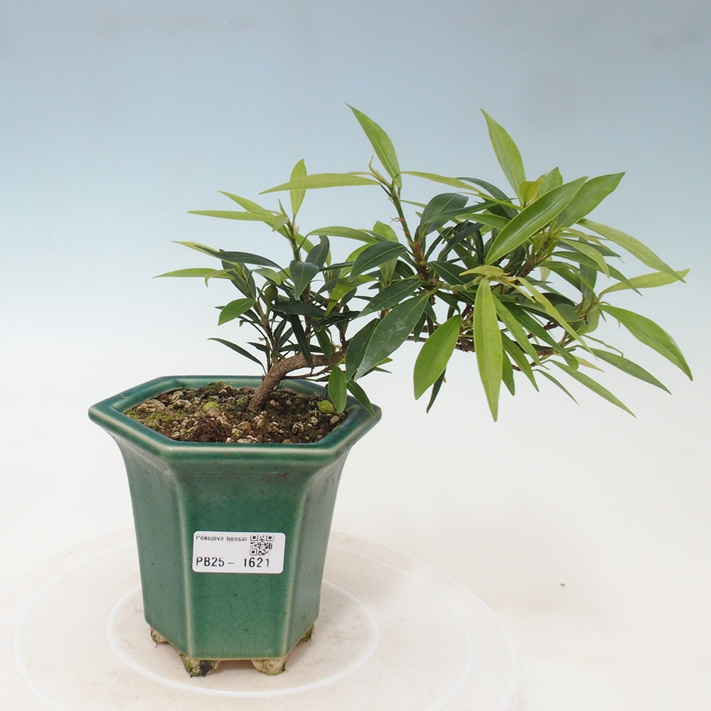Izbová bonsai - Ficus nerifolia - malolistý fikus