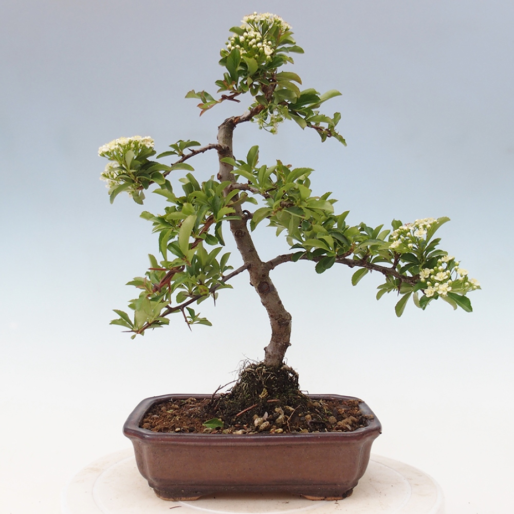 Vonkajšia bonsai-Pyracanta Teton -Hlohyně