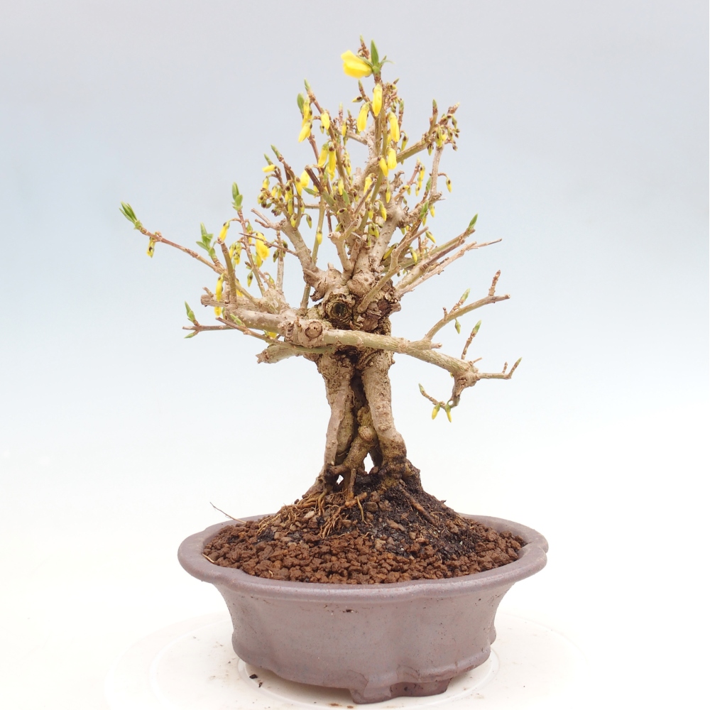 Vonkajšie bonsaje - Zlatice - Forsythia koreana