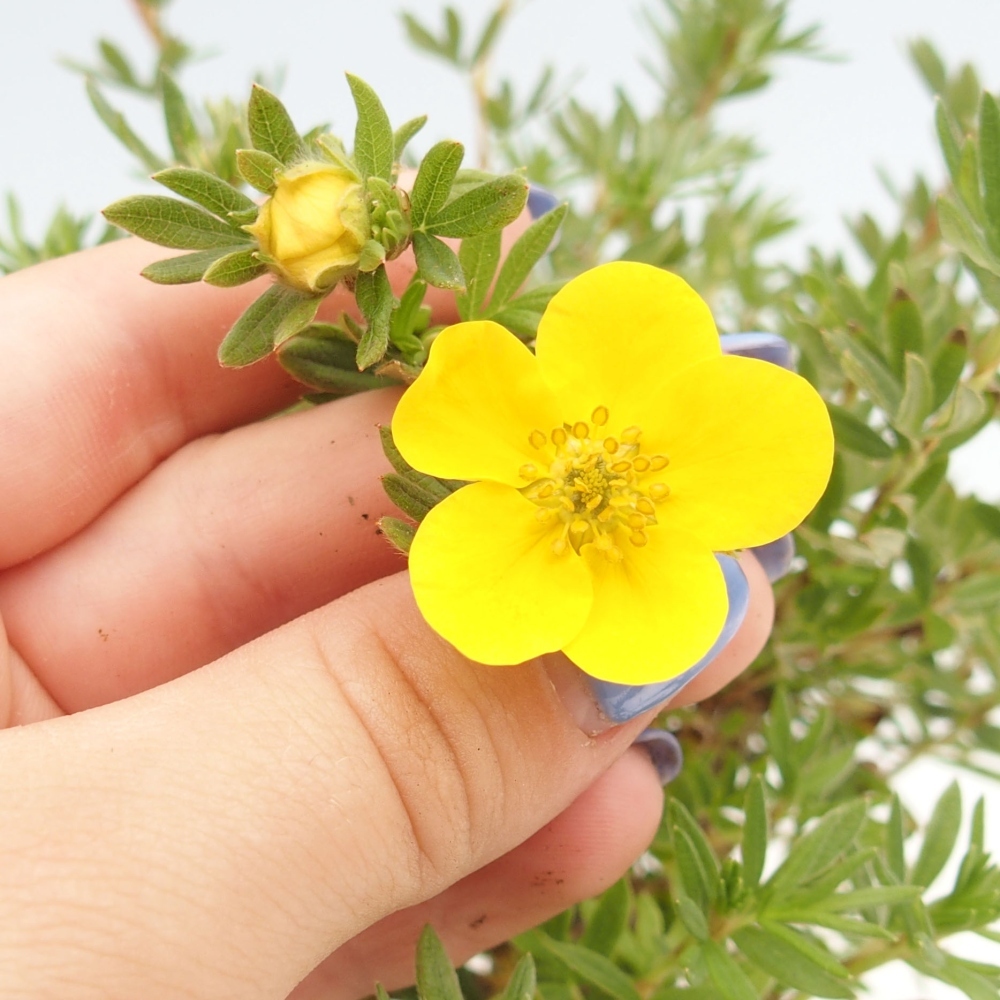 Vonkajšie bonsaje - Potentila fruticosa