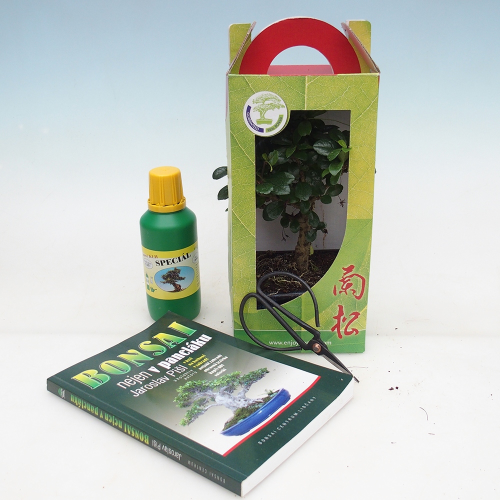 Izbový bonsaj v darčekovej krabičke Carmona microphylla - Tea fuki