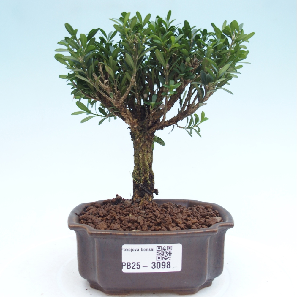 Izbová bonsai - Buxus harlandii -korkový buxus