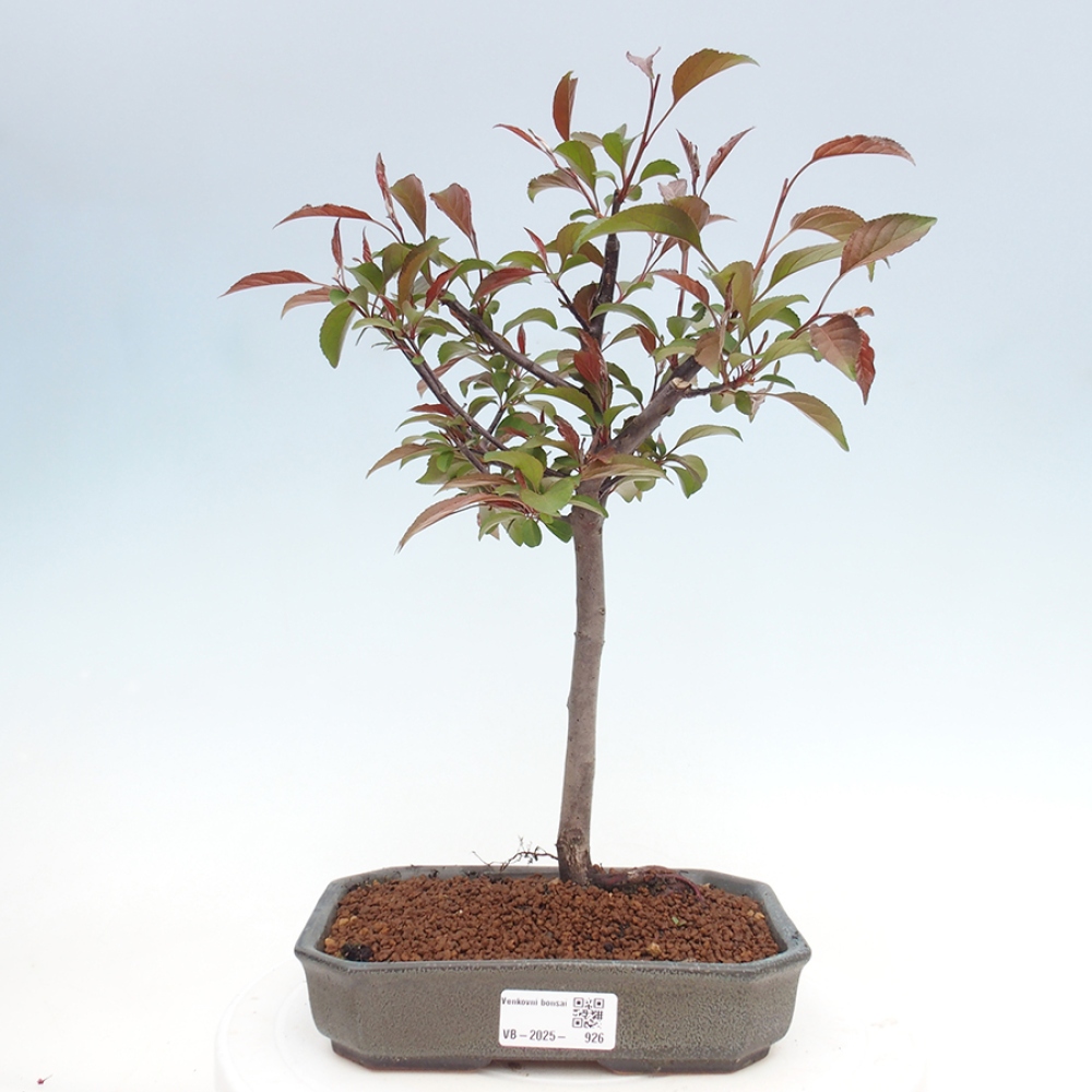 Vonkajší bonsai -Malus domestica - Maloplodá jabloň červenolistá