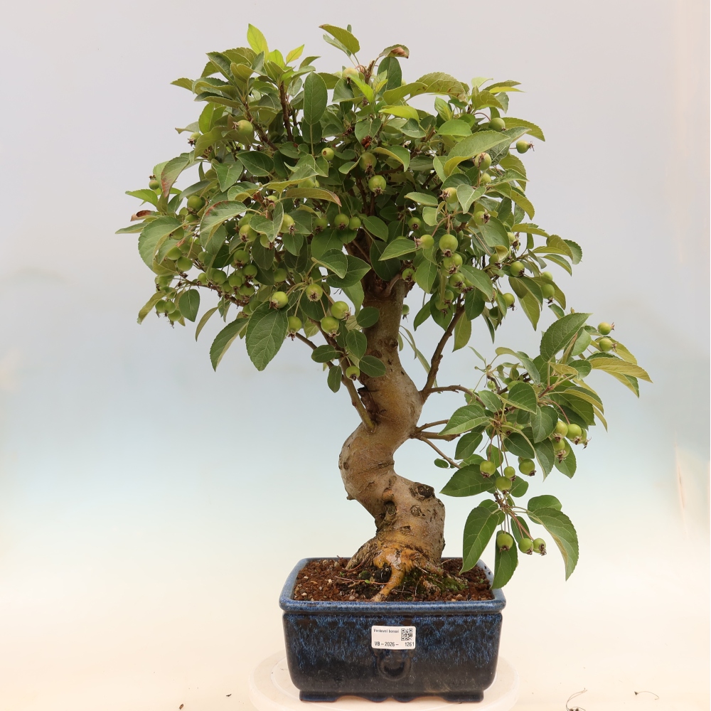 Vonkajšia bonsaj -Malus halliana - Malokvetá jabloň