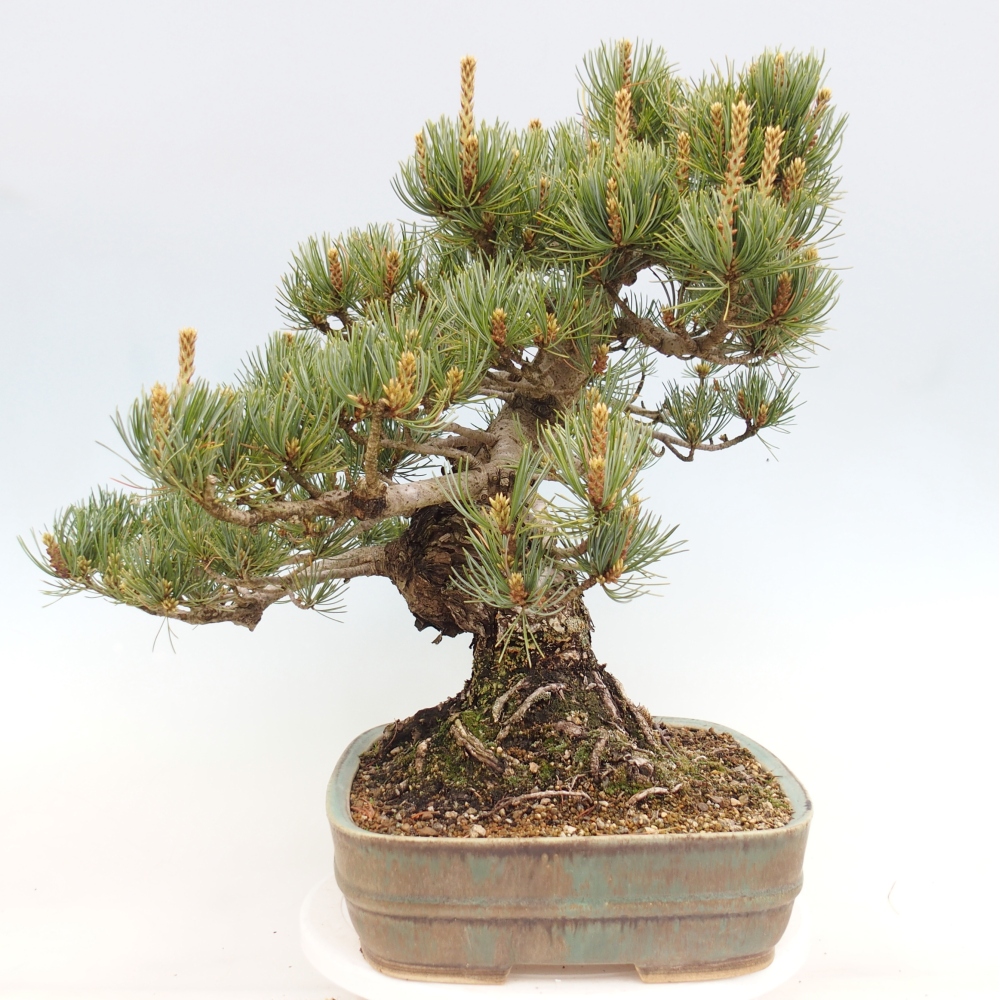 Vonkajšie bonsaje - Pinus parviflora - Pinus parviflora