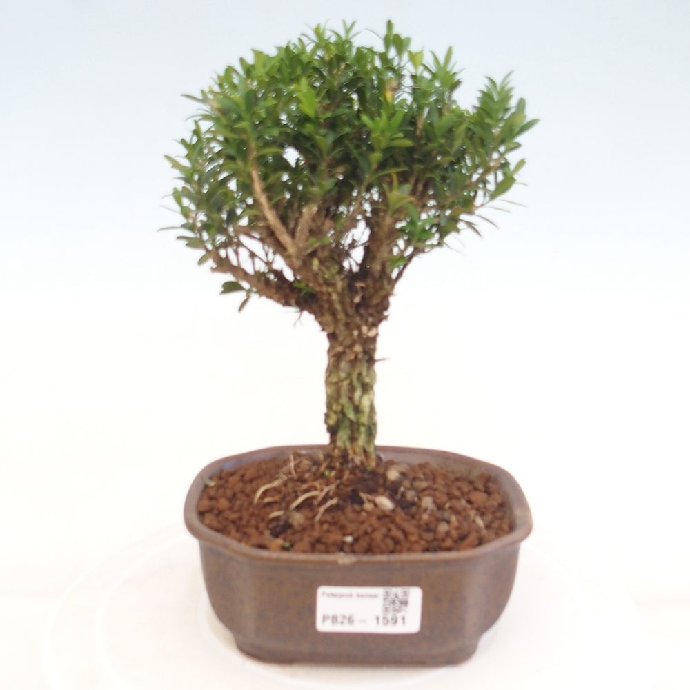 Izbové bonsaje - Buxus harlandii - korkový buxus