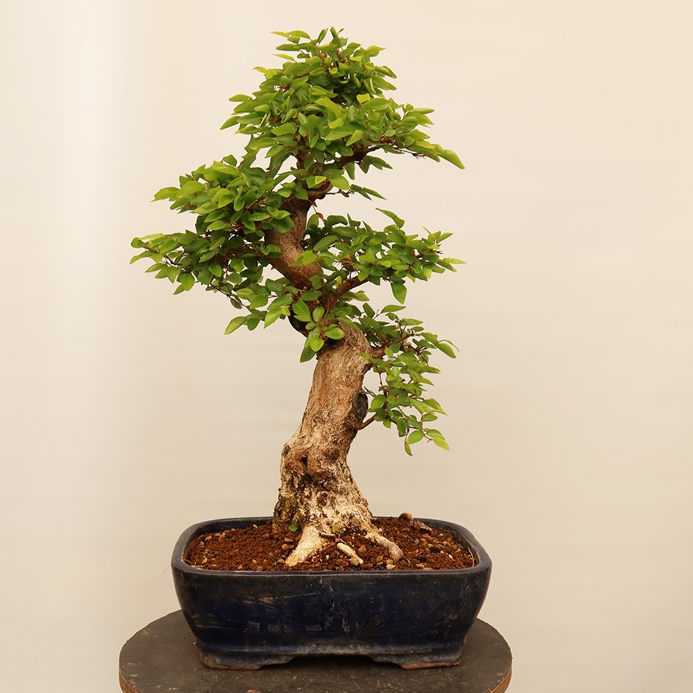 Vonkajší bonsai -Carpinus Coreana - Hrab kórejský